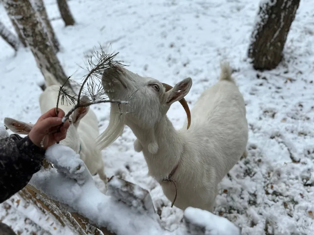 Отдых в лесу с баней и горячим чаном