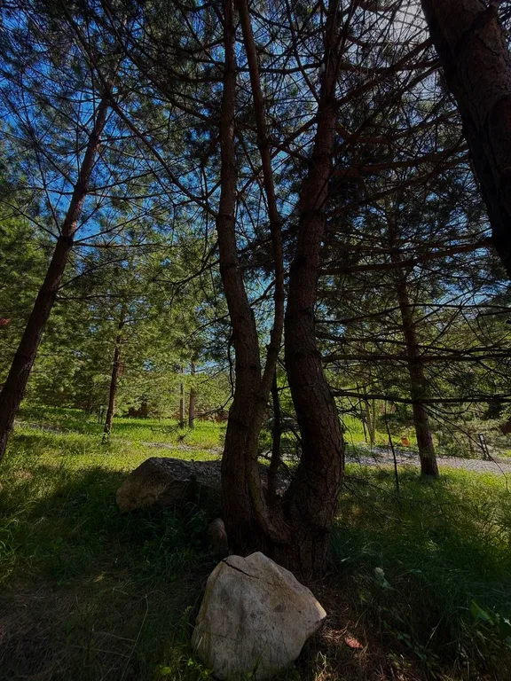 Уютный домик с купелью и баней в сосновом лесу