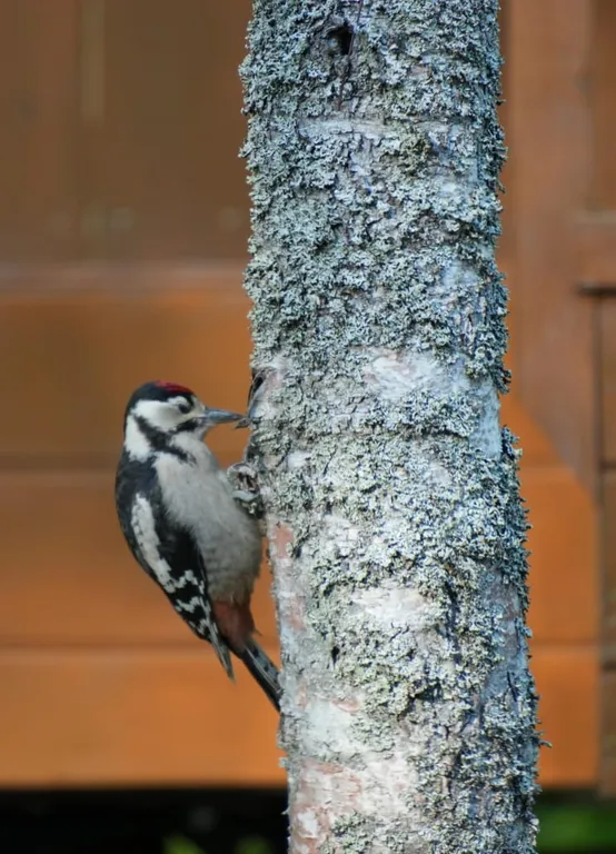 Дом с видом на лес