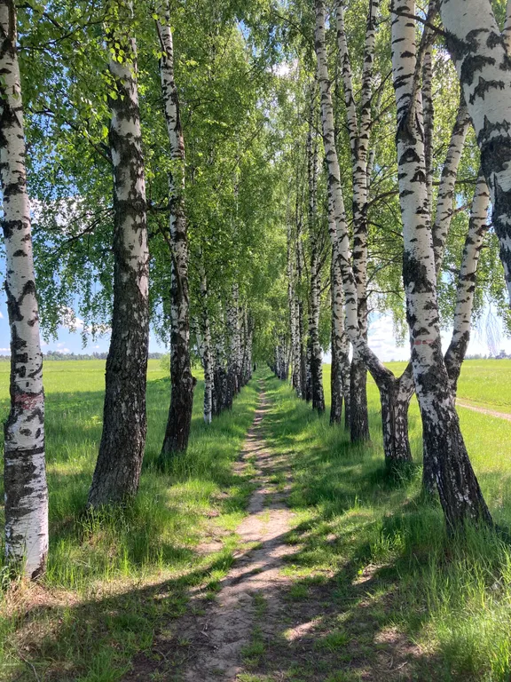 Барнхаус с баней