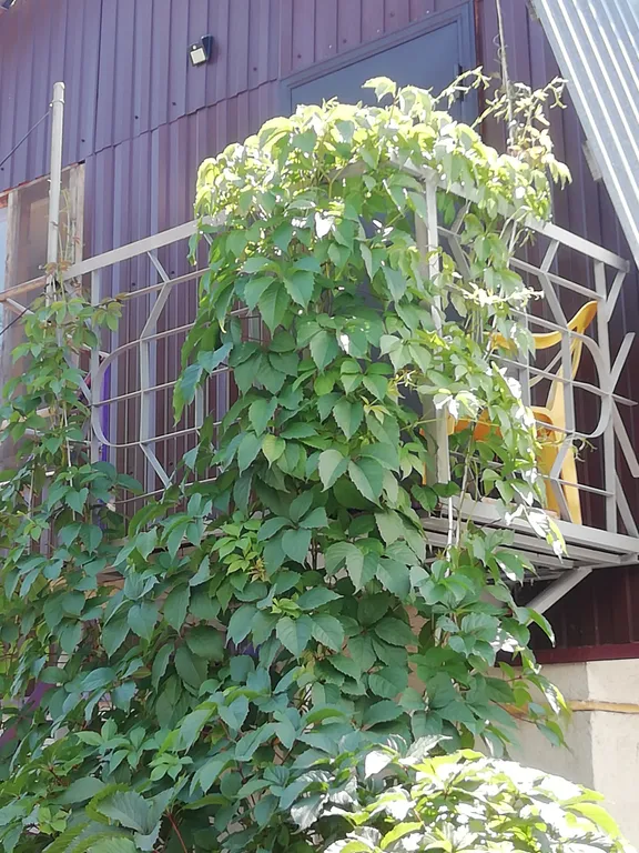 Частный домик в центре