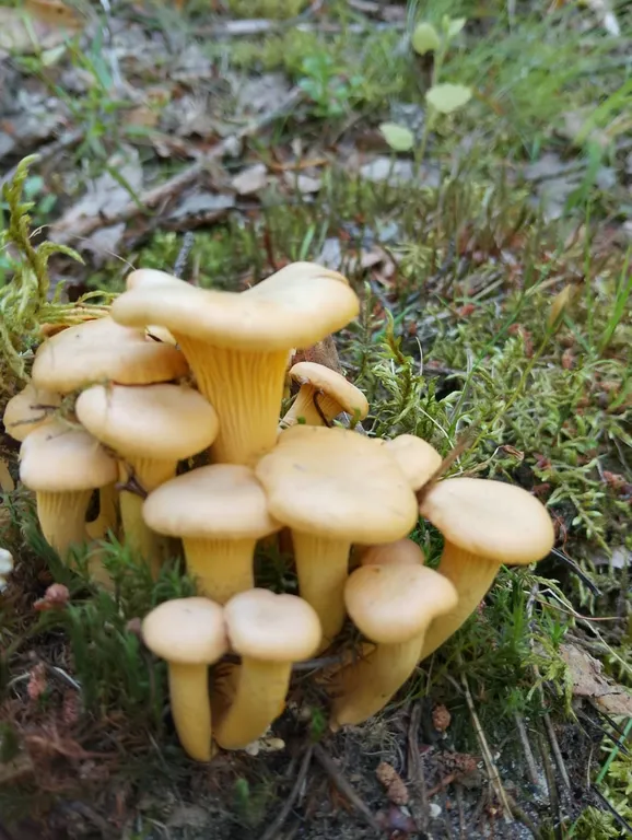 Дом в Карелии на берегу Онежского озера