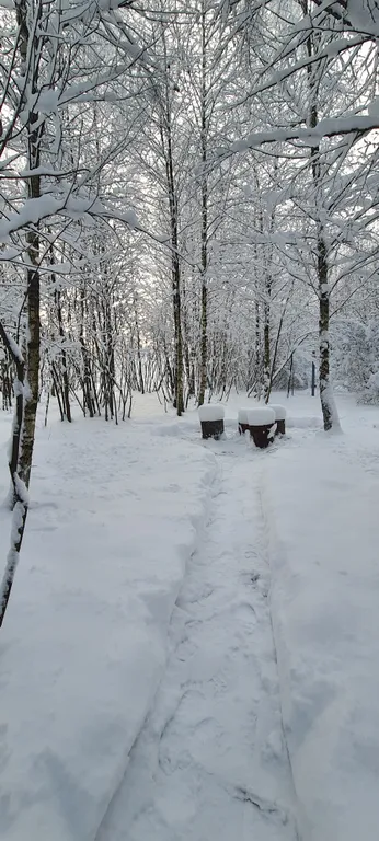 Коттедж Дом (A) с сауной и видом на лес — Пашуково