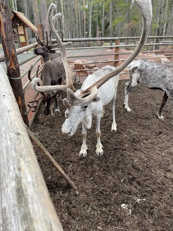 Карельская Дача Уютное шале с камином в сосновом бору, берег Сямозера