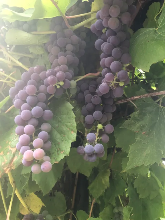 Гостевой дом в заповедной зоне Поленово