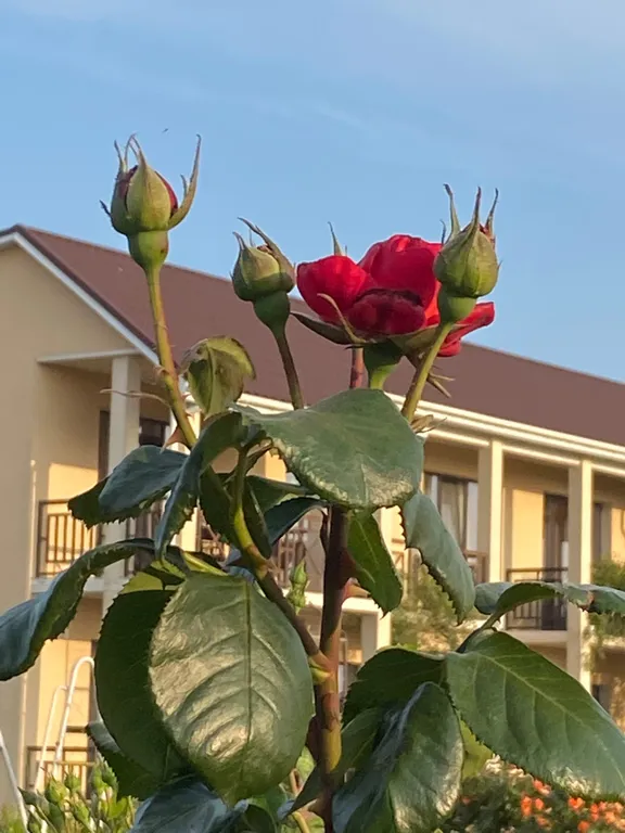 Квартира Квартира Стандартный трехместный номер — Витино