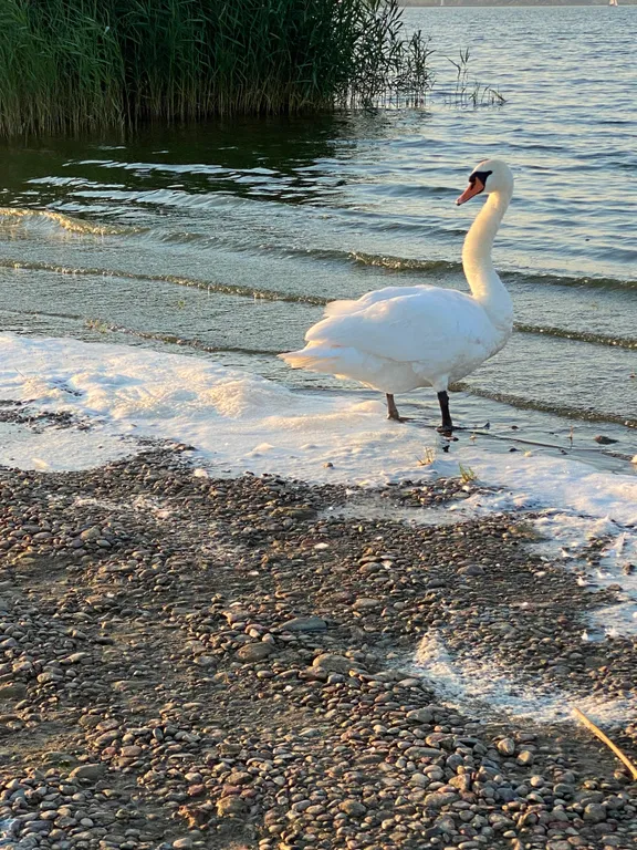 Дом с камином в лесу возле залива