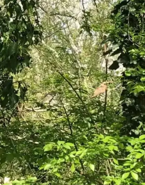 Уютный коттедж в лесу на берегу реки