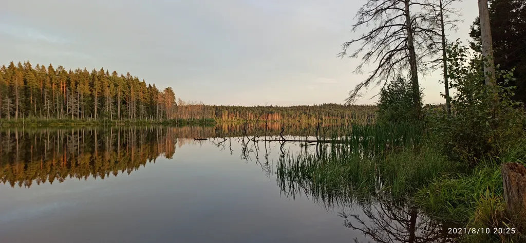 Бунгало в соснах
