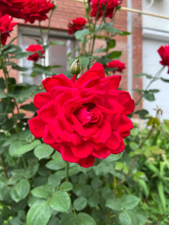 Кварира рядом с аэропортом и ледовым дворцом