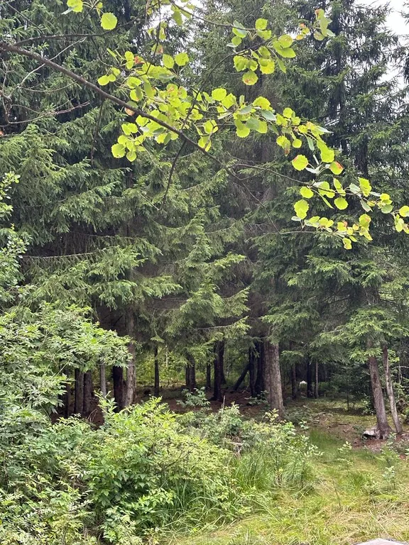 А-фрейм Тиффани