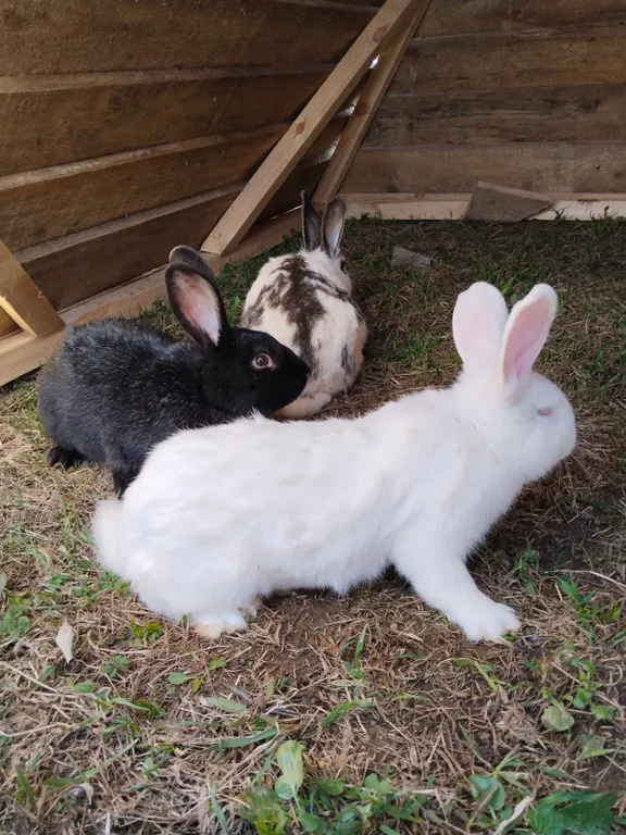 Коттедж Дом с сауной — Торосово