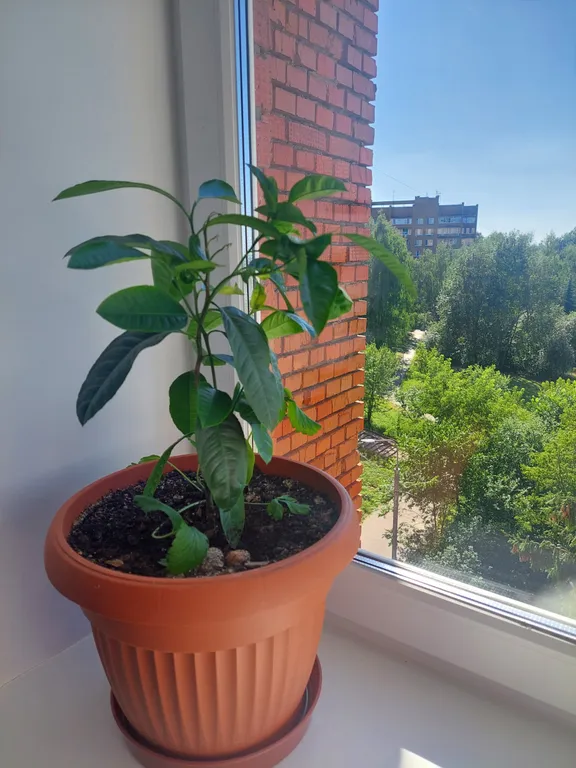 Квартира Лаванда