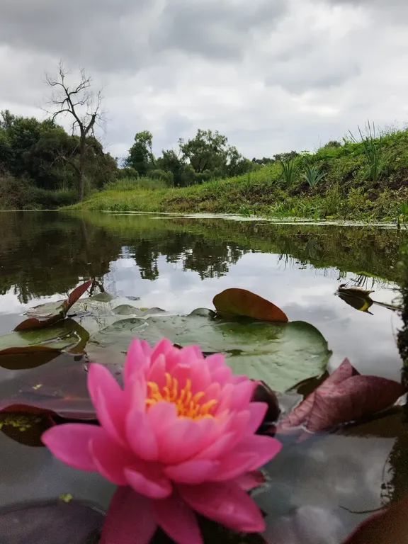 Уютный дом с русской баней на пруду у леса