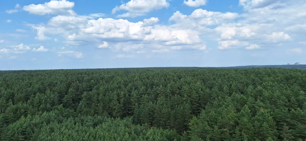 Vip апартаменты с видом на лес