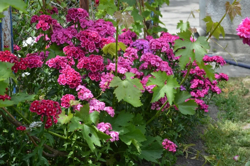 Квартира Комната — Анапа