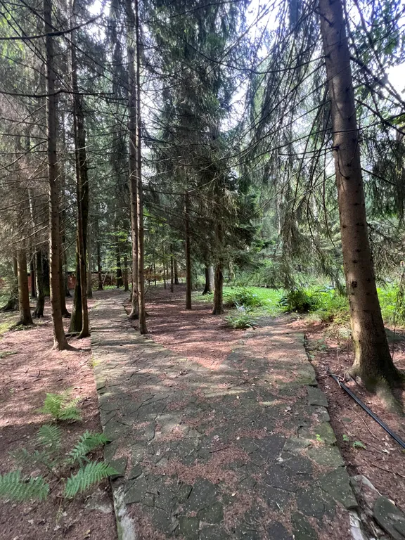 Усадьба в хвойном лесу