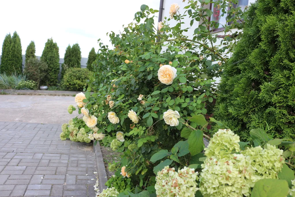 Коттедж с баней Жировичи около Слоним, Гродно, Брест, Минск