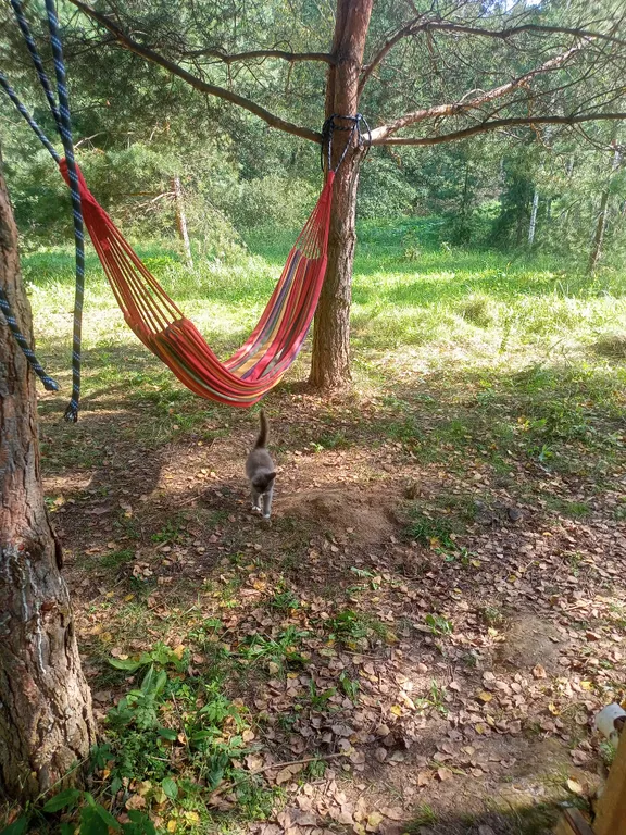 Домик в деревне Хвойный парк