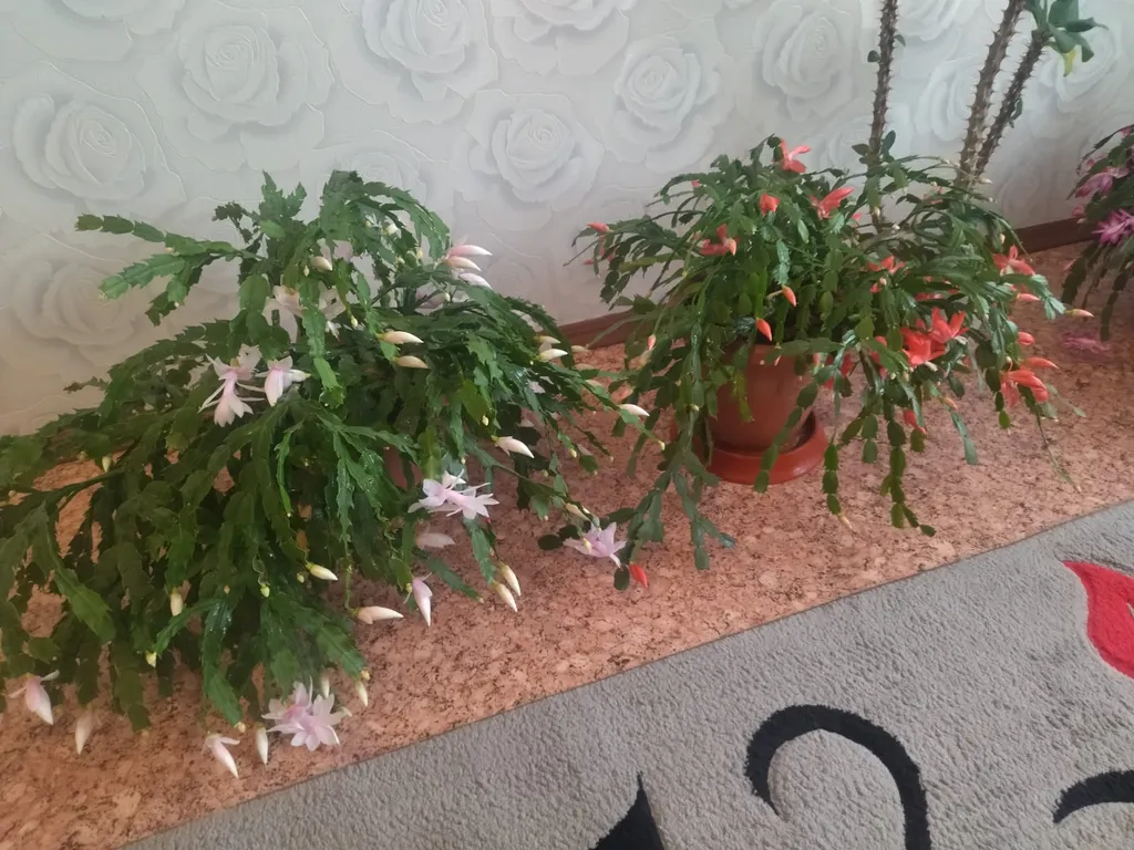 Квартира близко к термальным источникам