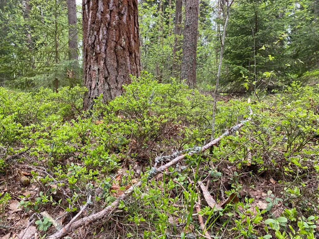 Деревенский дом у озера