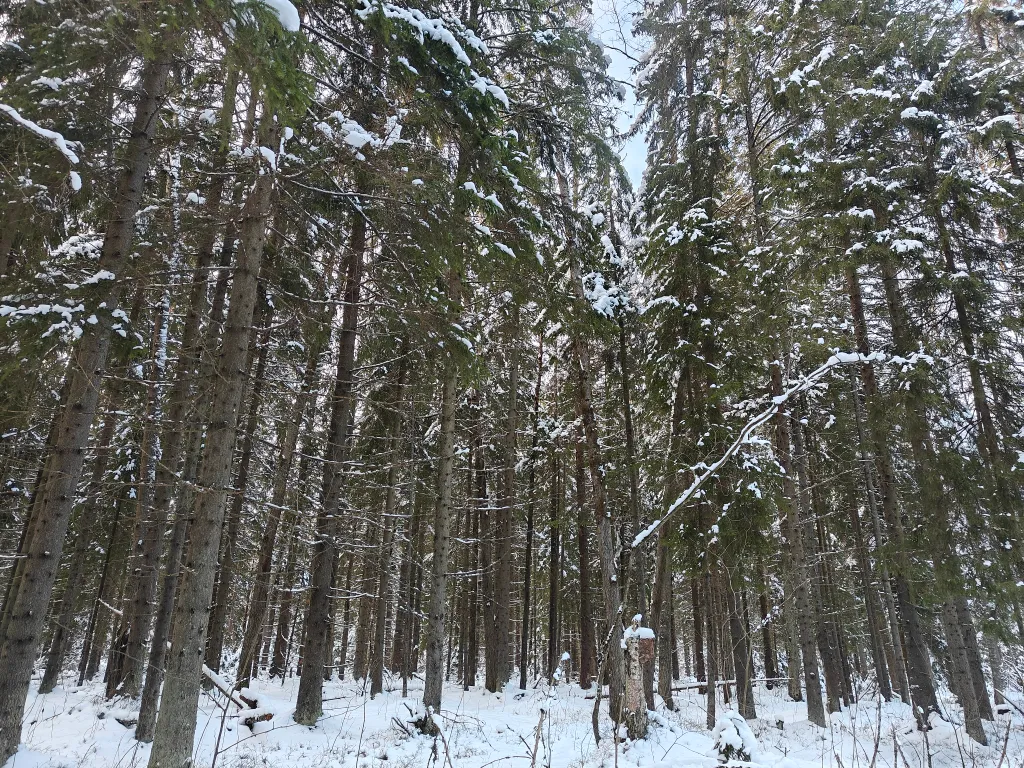 Коттедж Коттедж у леса с сауной — Санкт-Петербург