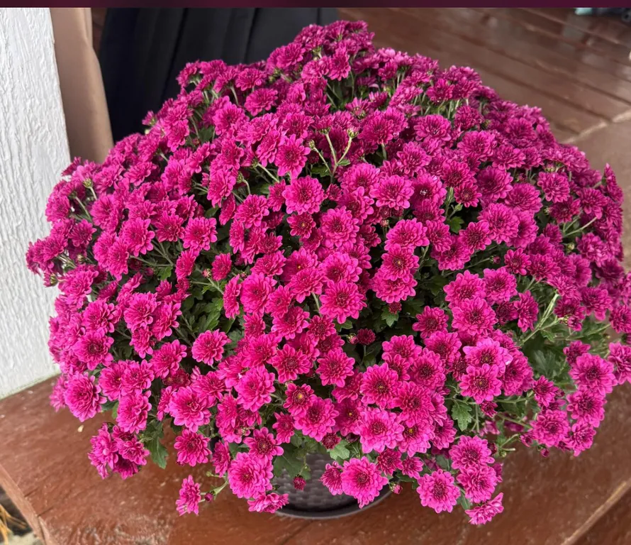 Гостевой дом с сауной и купелью на берегу Ладожского озера