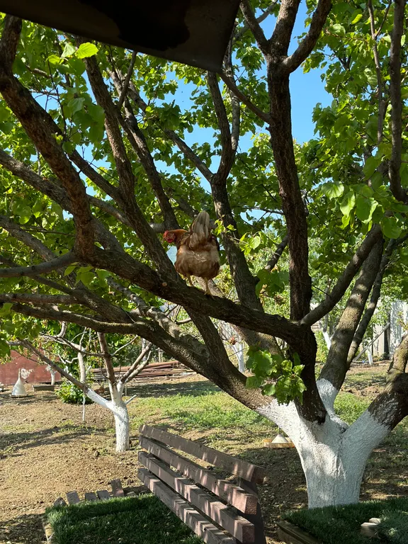 Коттедж Уютный домик с большим огородом у Сулакского каньона — Миатли