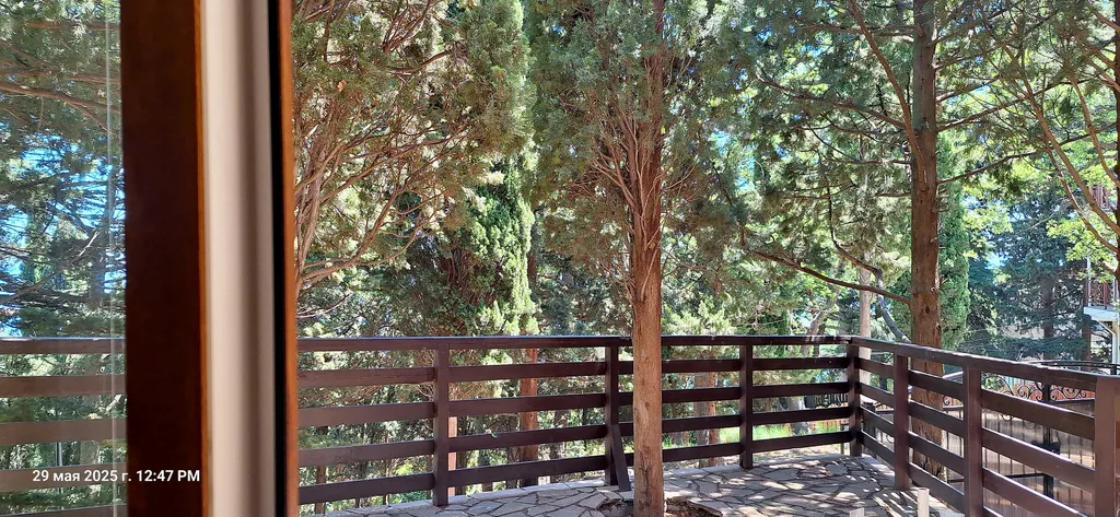 Кипарис Шале 1