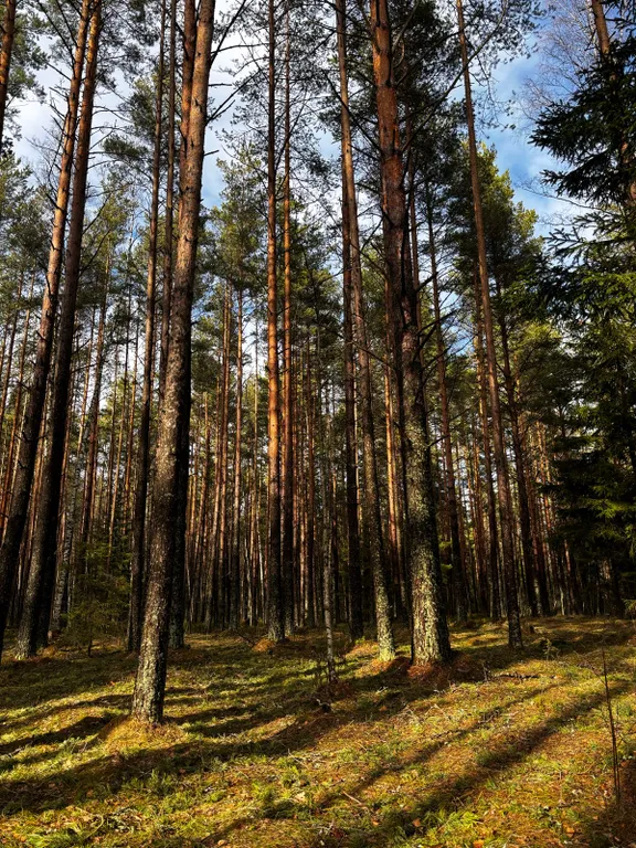 Коттедж Ладожские дюны, комфортный дом с панорамными окнами до 7-ми гостей — Ларионово