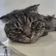 Ильвина