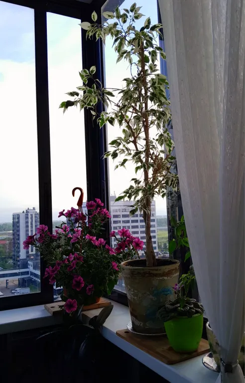 Квартира Видовая квартира рядом с Президентским дворцом и Фонтанами Петергофа — Новоселье