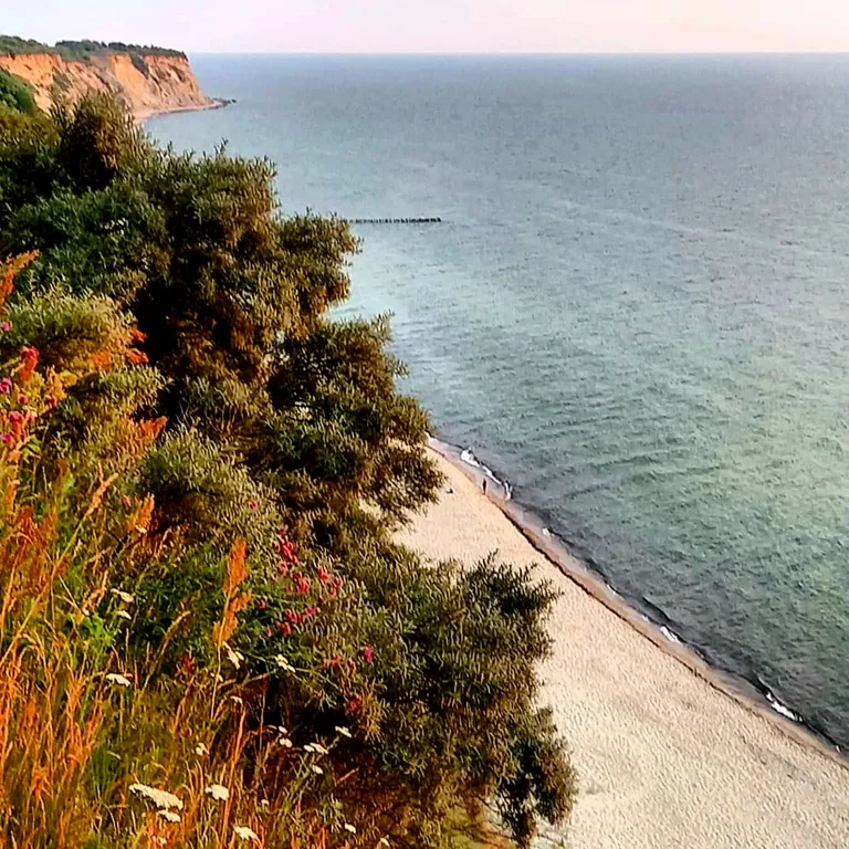 Подсолнух у моря