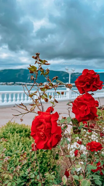 Квартира Квартира У самого Чёрного моря — Геленджик