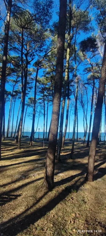 Квартира Квартира Апартамент в парке у моря — Пионерский