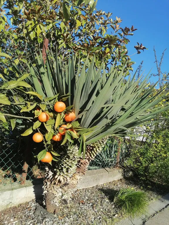 Квартира Квартира Санрайз 2 — Алахадзы