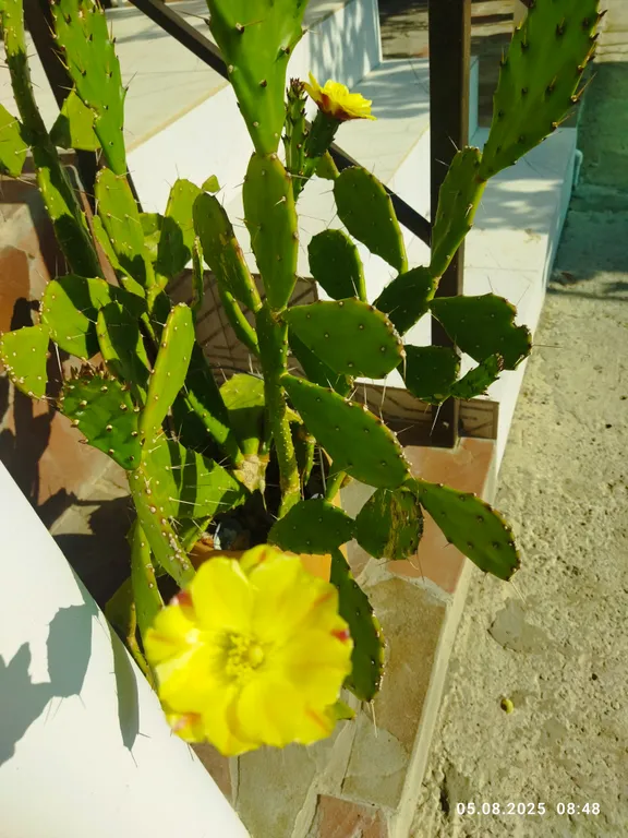 Ракушка Казантипа