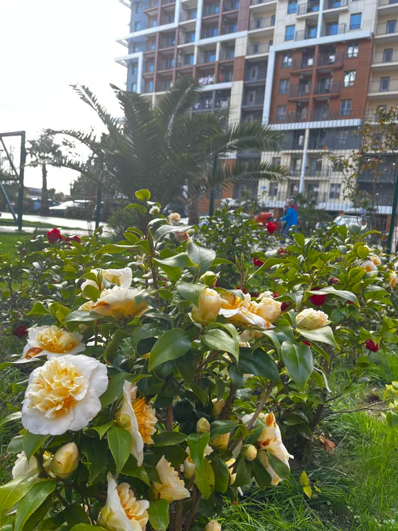 Квартира для семьи в ЖК Каравелла Португалии