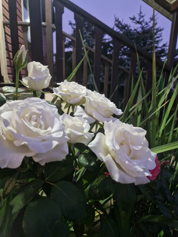 Дом с финской сауной внутри дома с большой беседкой и барбекю