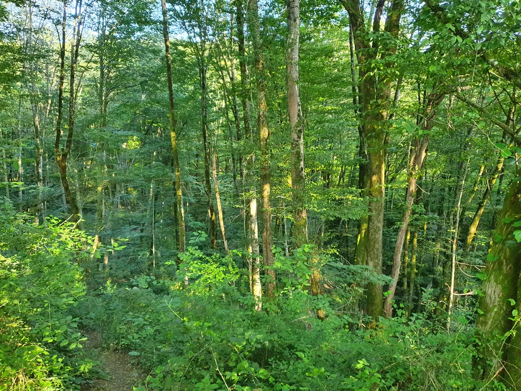 Коттедж Мансардный этаж с видом на лес вокруг — Сочи