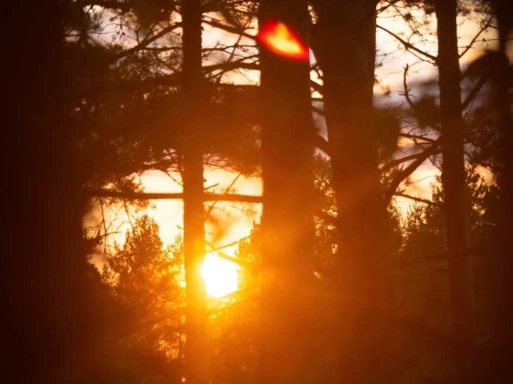 Уютный семейный дом в сосновом лесу