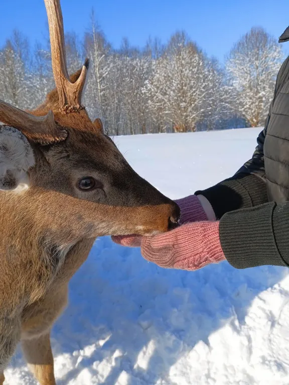 Дом с пятнистыми оленями и кроликами в лесу