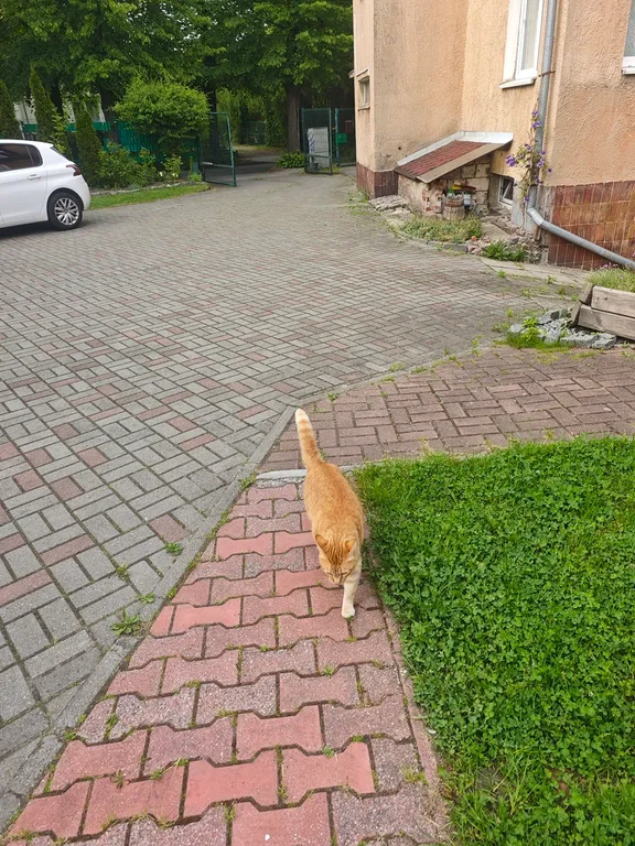 Квартира Трёхкомнатные апартаменты с террасой в немецком особняке — Калининград