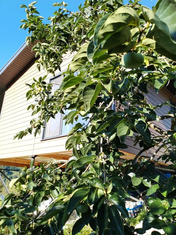 Новый дом в заповедных горах Лоо