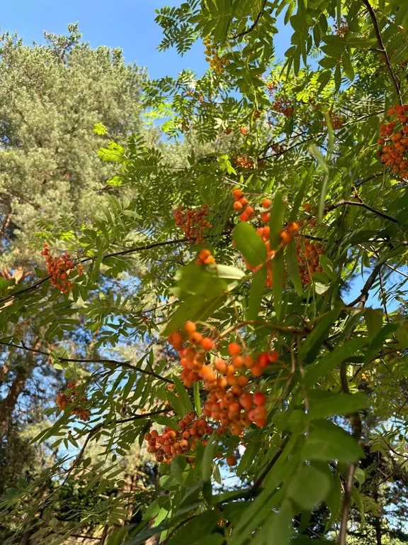 Уютный дом, баня на дровах, банный чан в сосновом бору Петрозаводска
