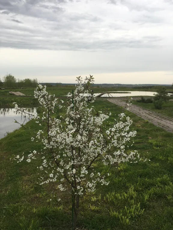Коттедж 3-комнатный Дом — Высоково