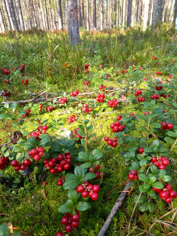 Гостевой дом Маяк