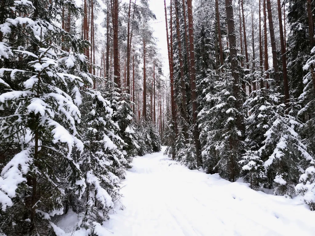 Коттедж Коттедж на озере Волго на Селигере в сосновом бору — Турбаза Чайка