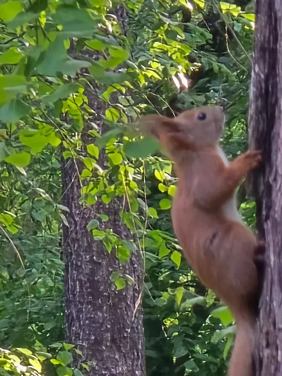 Коттедж Коттедж Лес хрустальной песни — Архыз