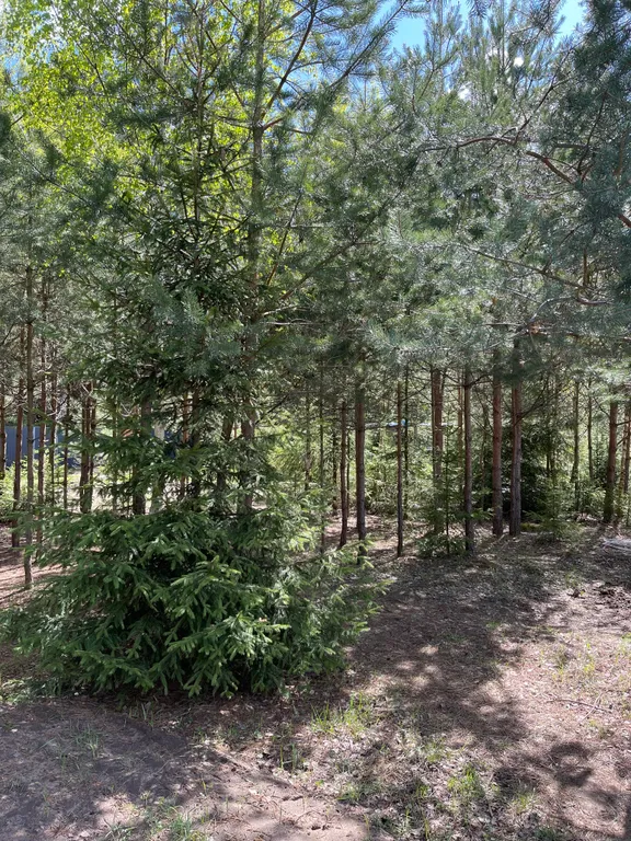 Коттедж Домик на опушке леса с банным чаном — Ногинск